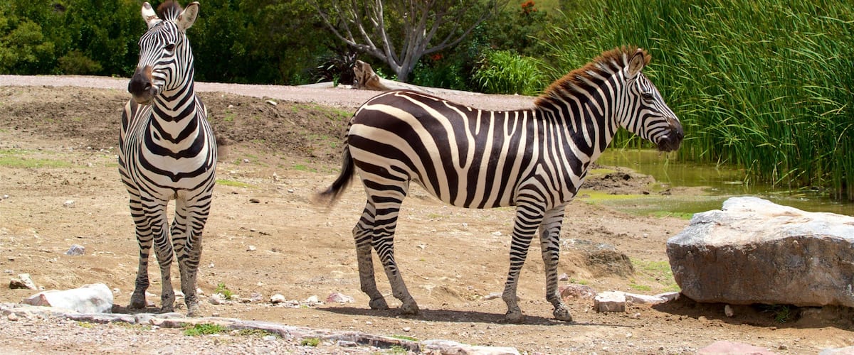 Africam Safari showing land animals and zoo animals