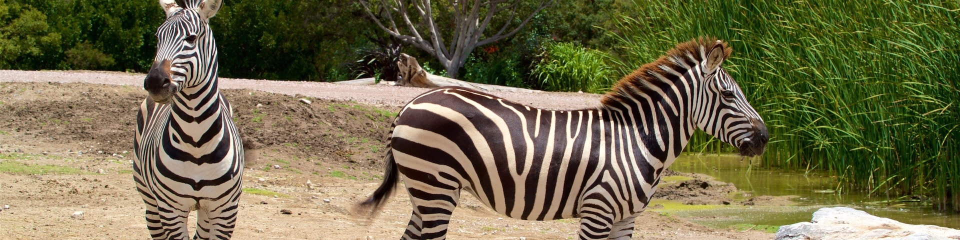 Africam Safari 野生動物園 呈现出 陸上動物 和 動物園裡的動物