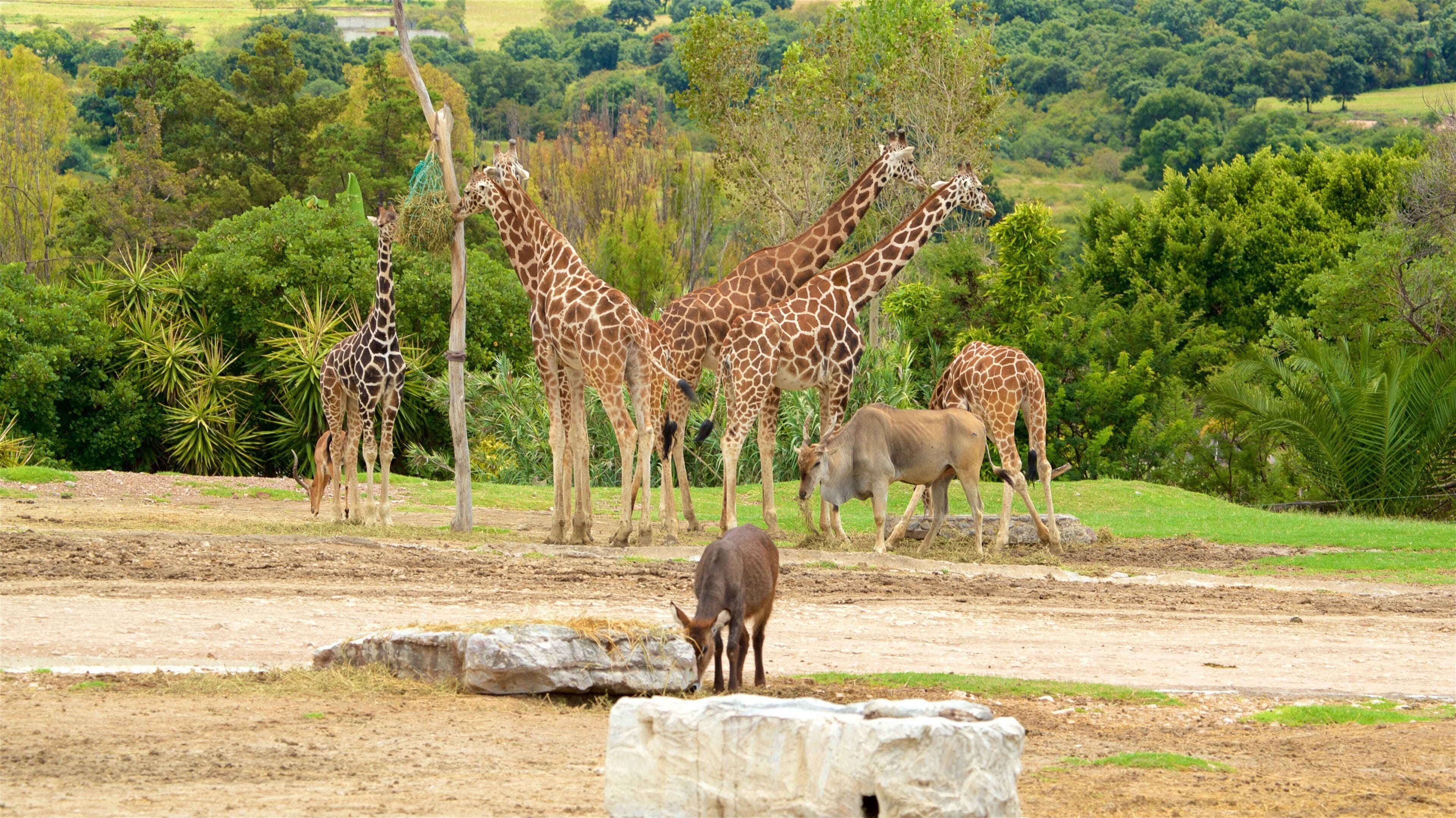 Eine Gruppe Giraffen und ein Elefant in einer naturnahen Anlage mit Bäumen und Felsen.