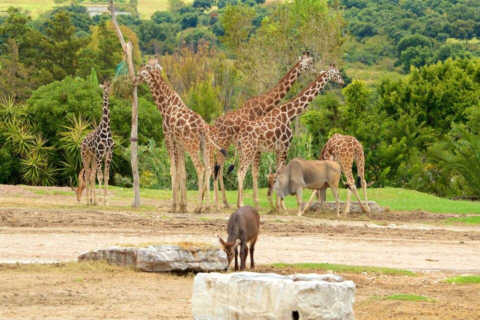 A group of giraffes and an elephant in a naturalistic enclosure with trees and rocks.
