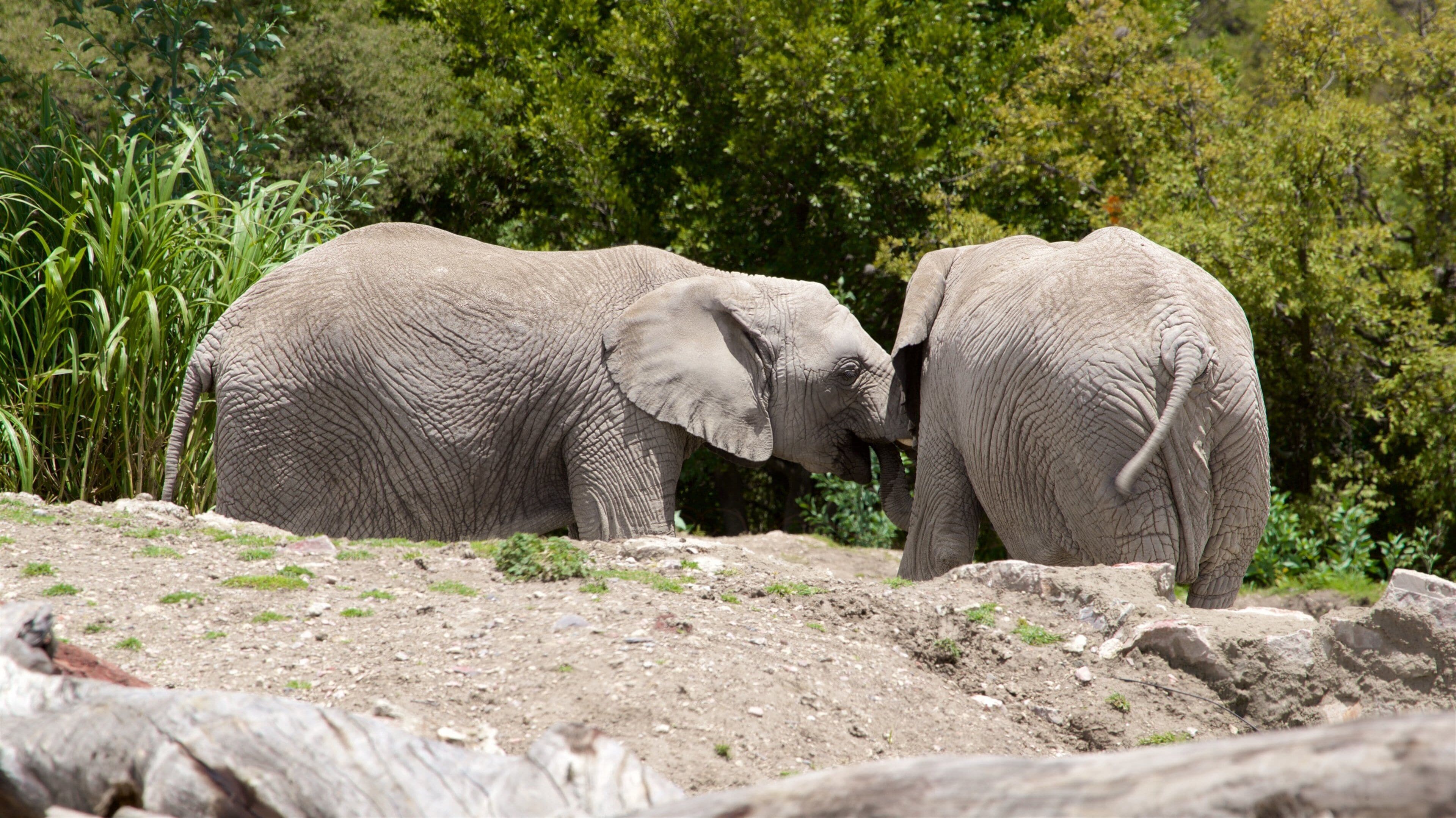 非洲野生动物园
