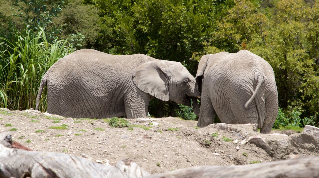 非洲野生动物园