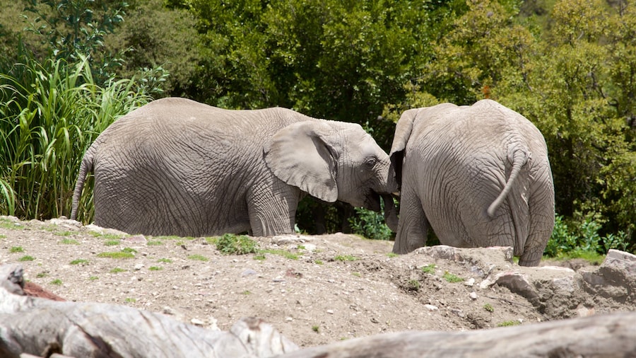 Africam Safari featuring zoo animals and land animals