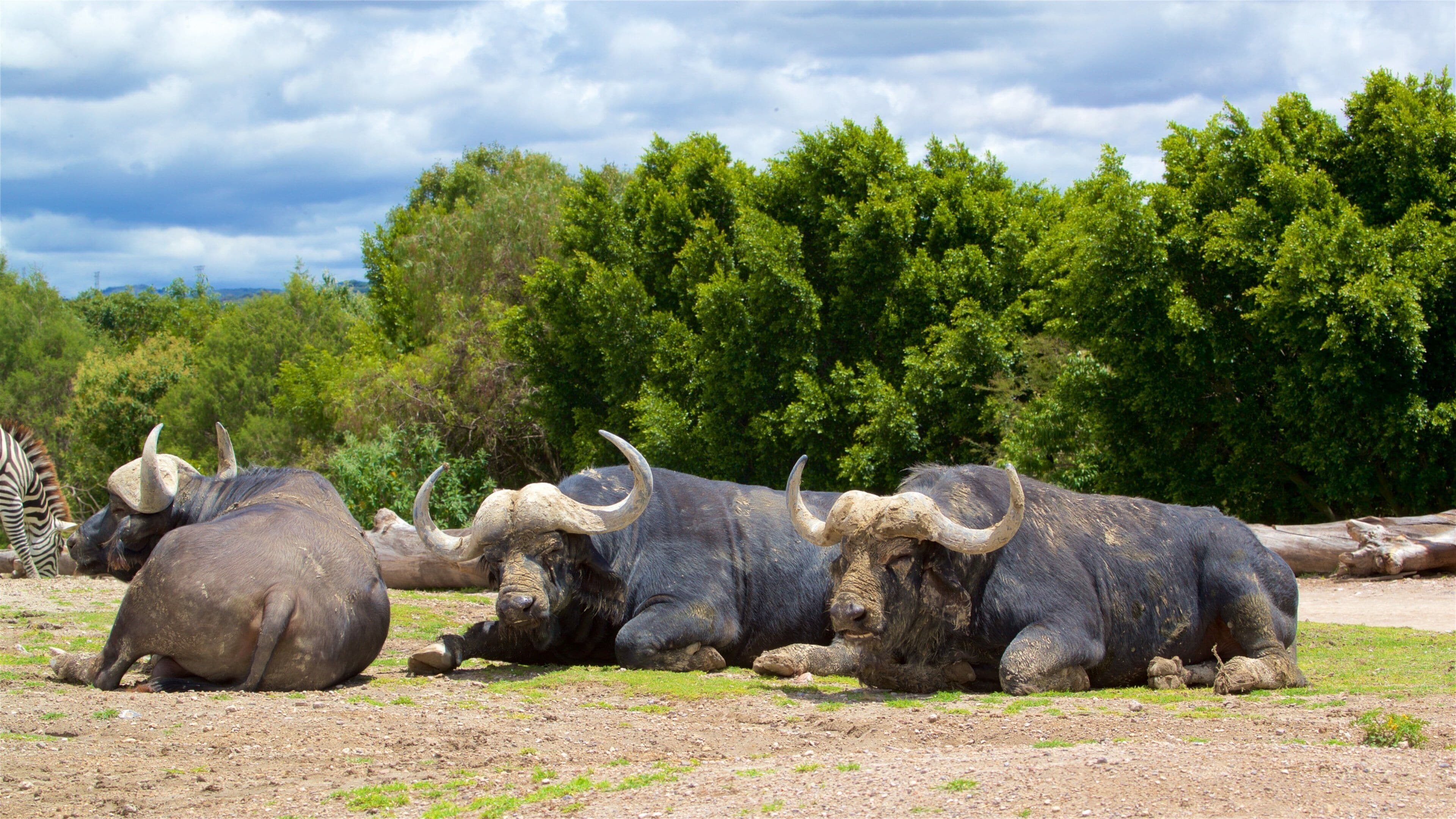 非洲野生动物园