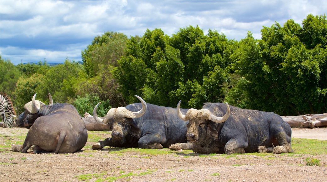 非洲野生动物园
