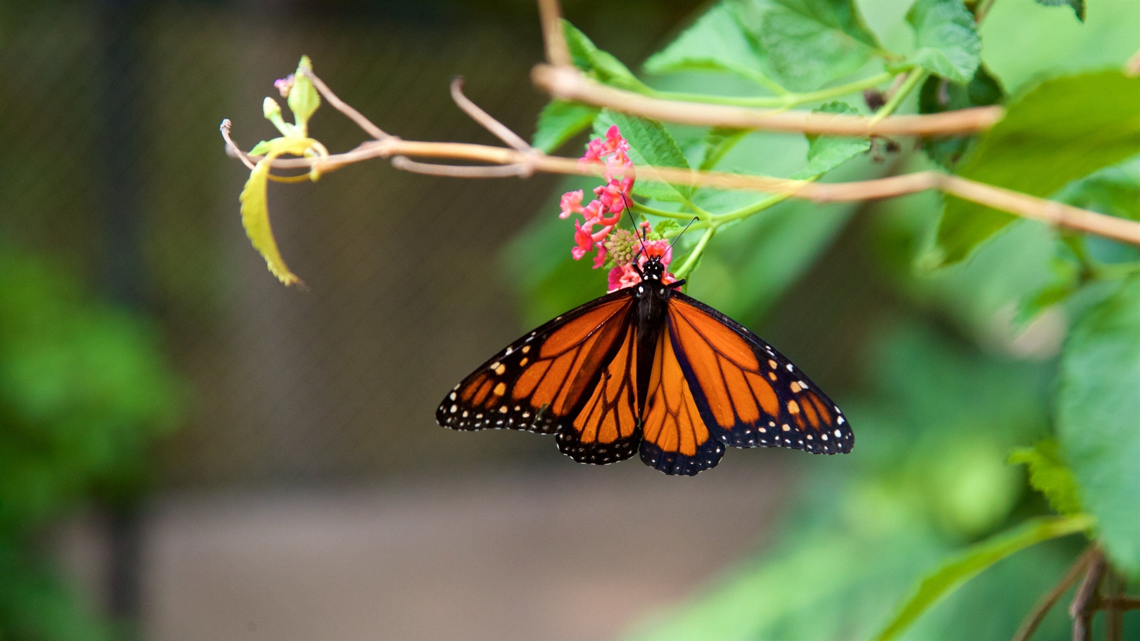 Africam Safari which includes animals