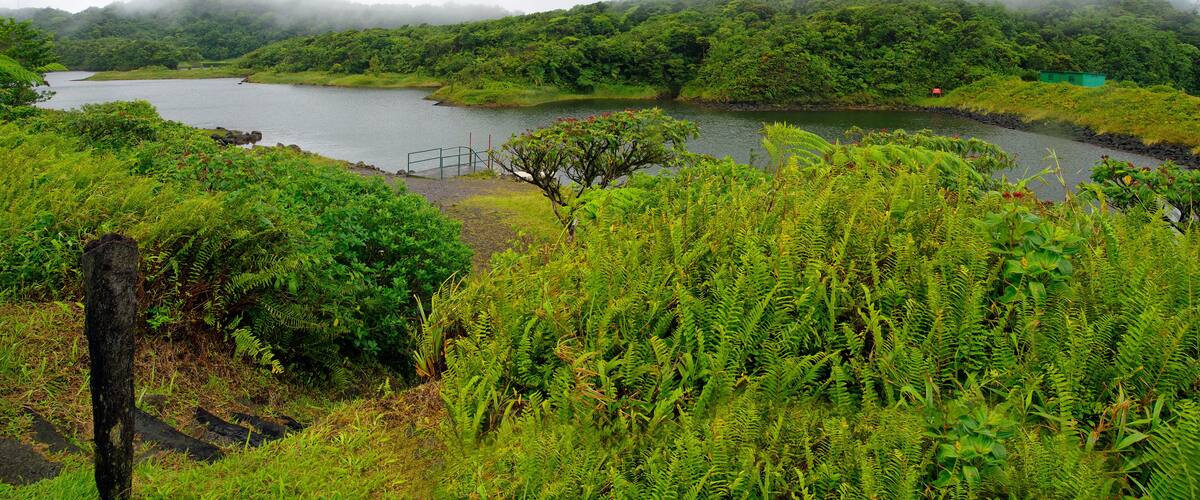 A lush green landscape with a river, dense foliage, and a small bridge.