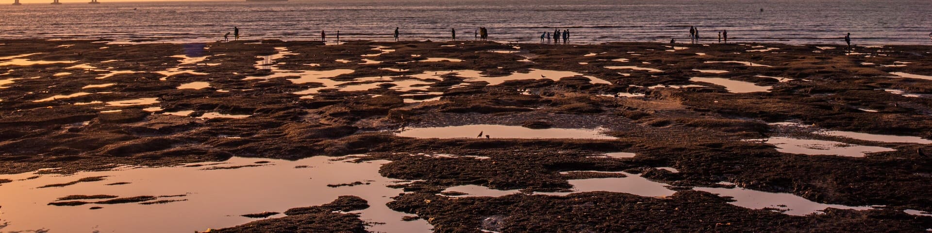 Bandra-Worli Sea Link featuring a sunset, a river or creek and a bridge