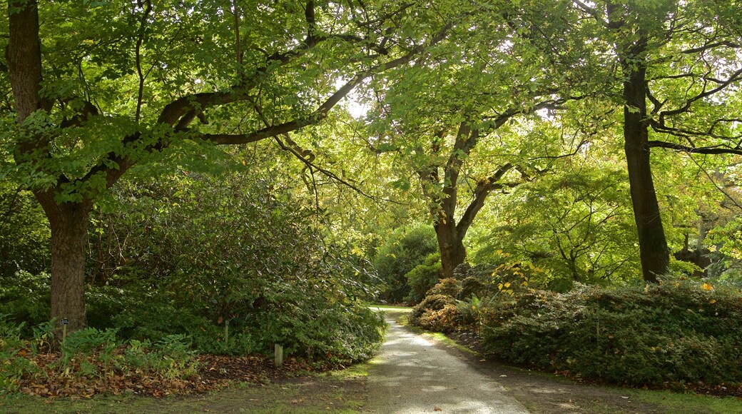 Savill Garden caracterizando um jardim