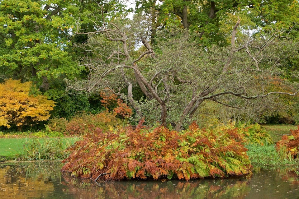 A pond surrounded by trees with autumn foliage, a small island with red and green plants, and a reflection in the water.