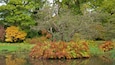 Savill Garden mettant en vedette couleurs d\'automne, parc et mare