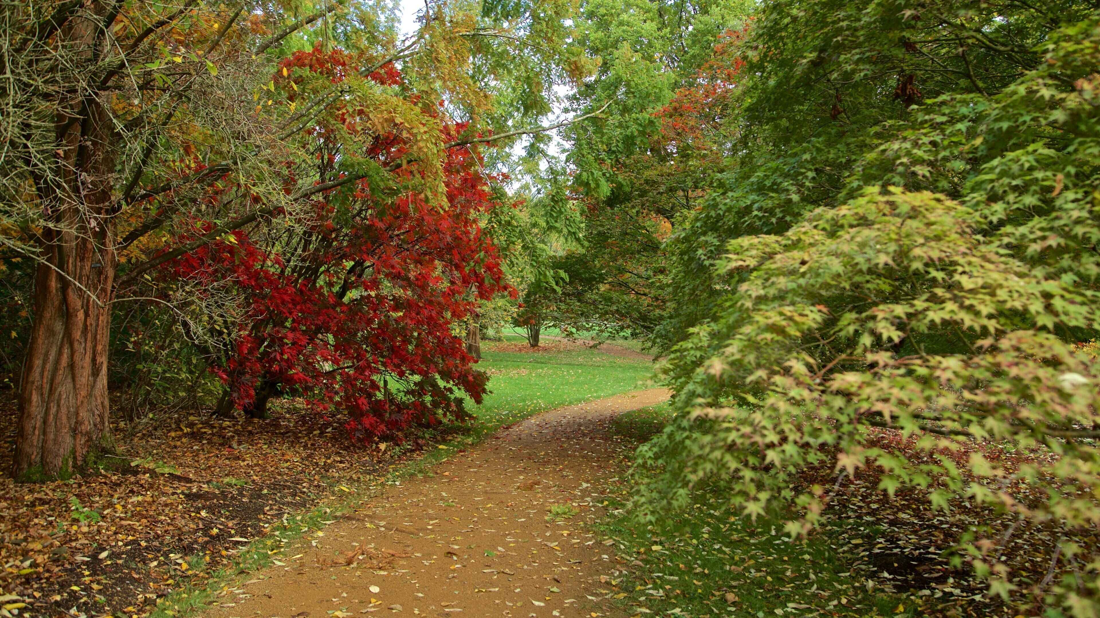 Savill Garden mostrando parco e foglie d\'autunno