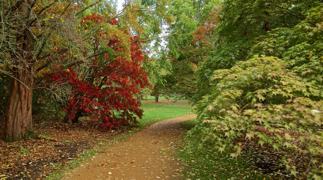 Savill Garden mostrando parco e foglie d\'autunno
