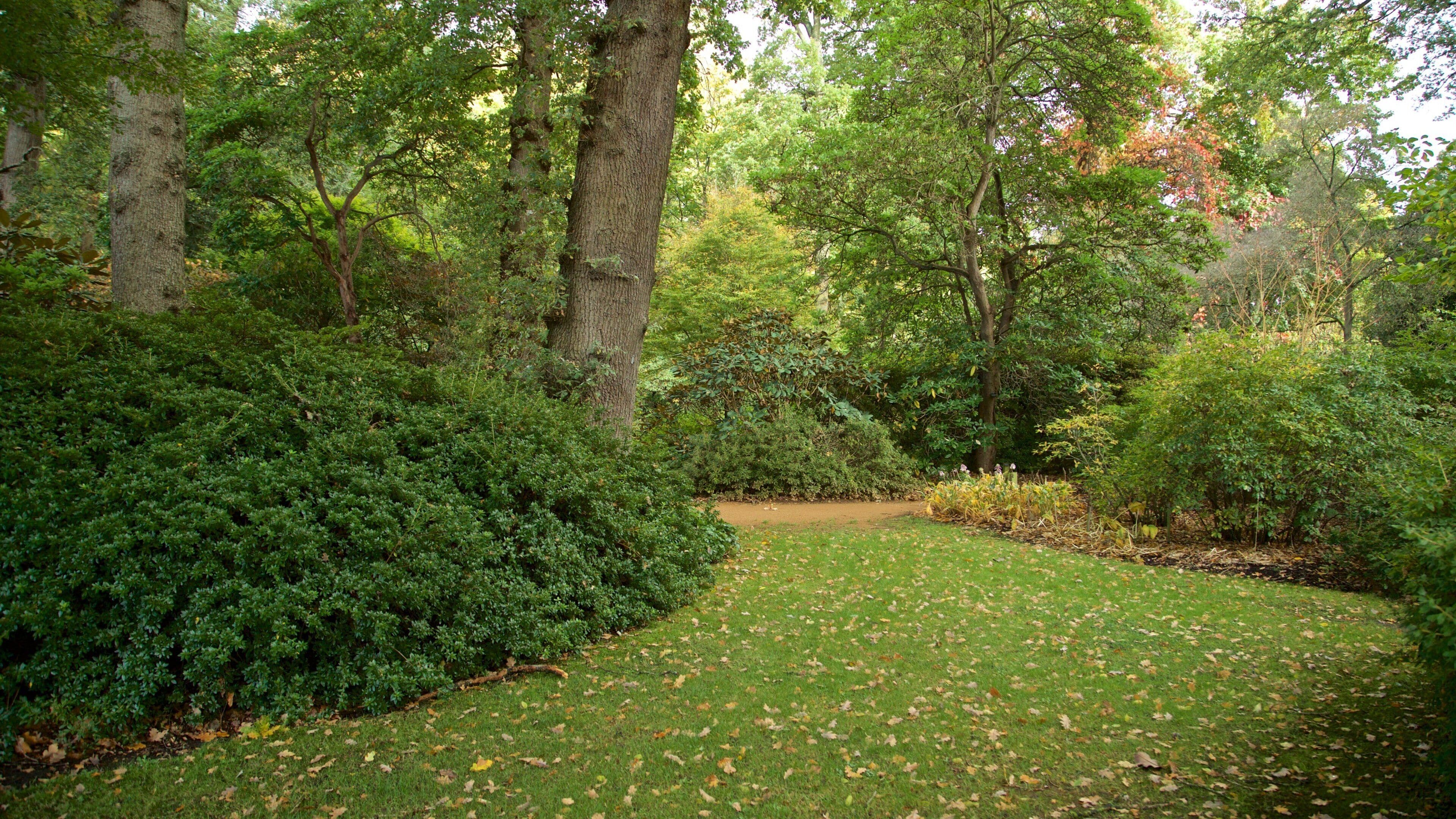 Savill Garden showing a park