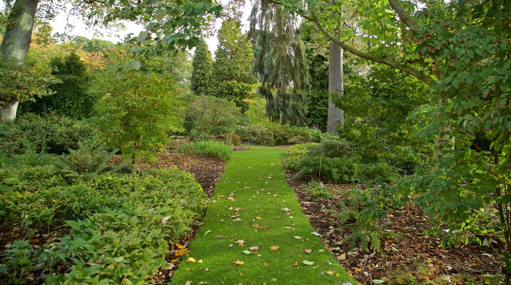 Savill Garden mostrando parco