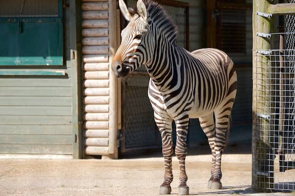 Marwell Wildlife featuring cuddly or friendly animals and zoo animals
