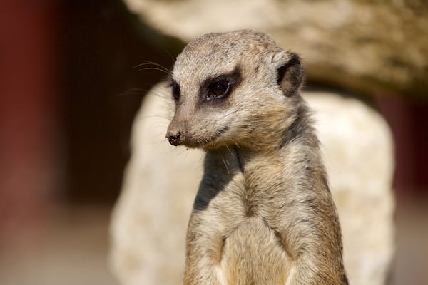 Marwell Wildlife montrant animaux domestiques ou inoffensifs et animaux de zoo