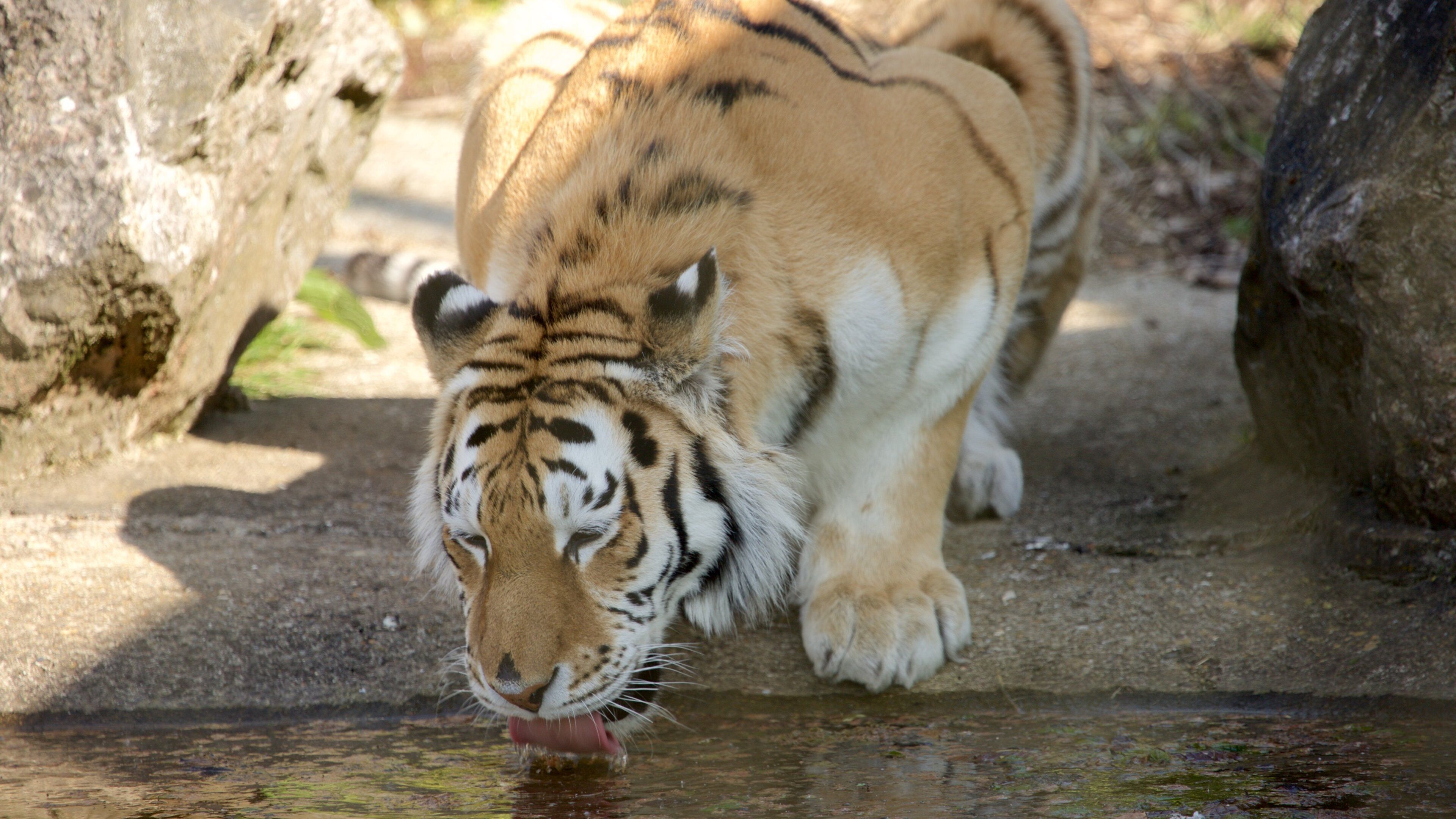 Marwell Wildlife mettant en vedette animaux terrestres et animaux dangereux