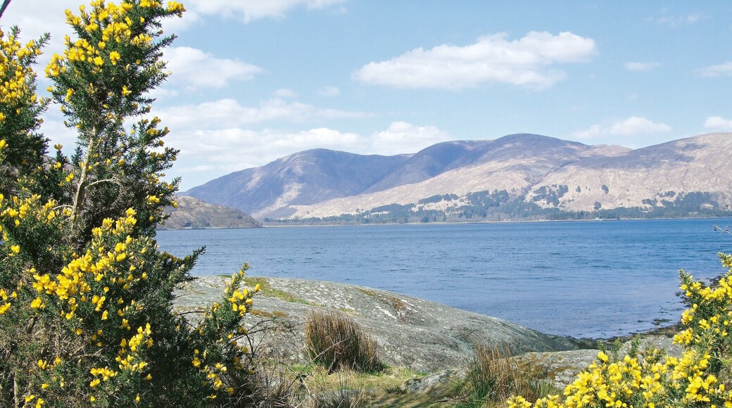 the yellow on the broom