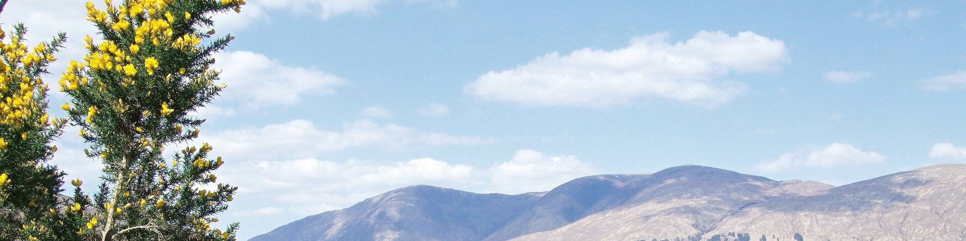 the yellow on the broom