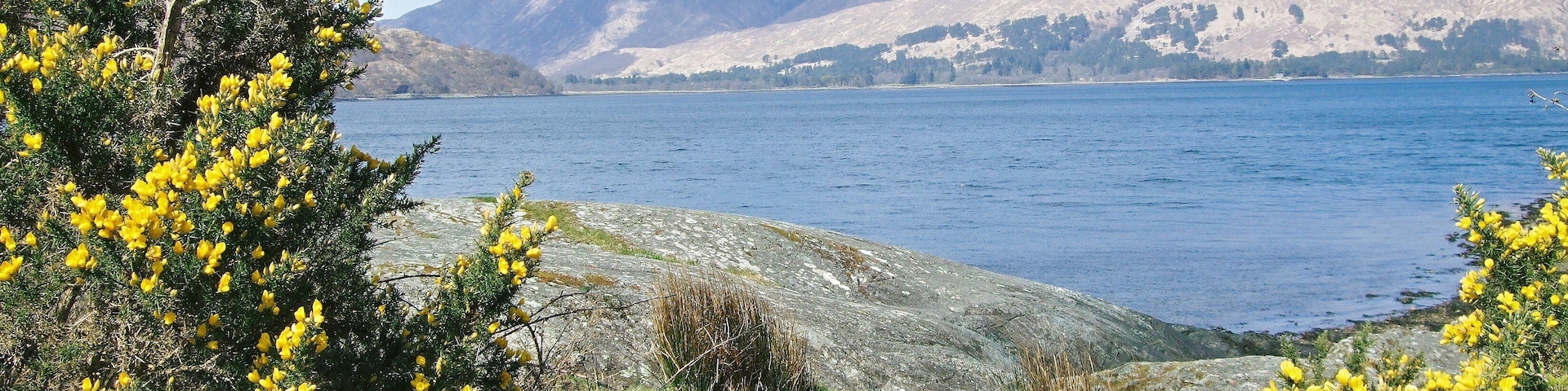 the yellow on the broom