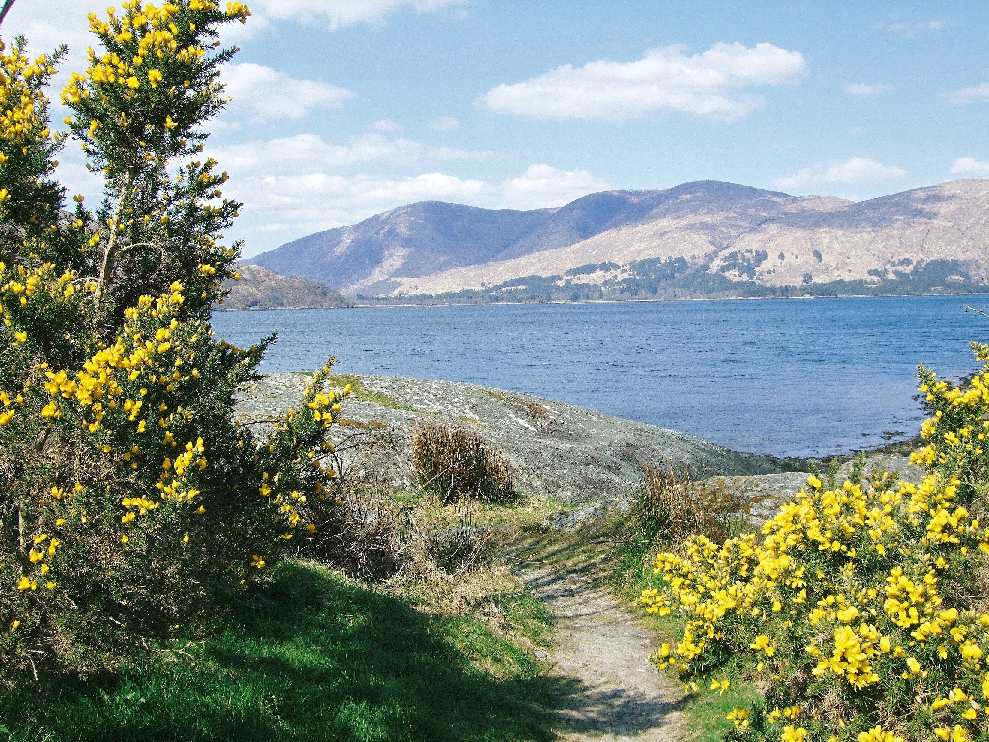 A lake with mountains in the background, surrounded by yellow flowering bushes.
