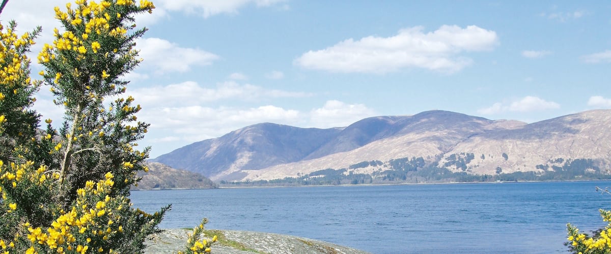 A lake with mountains in the background, surrounded by yellow flowering bushes.