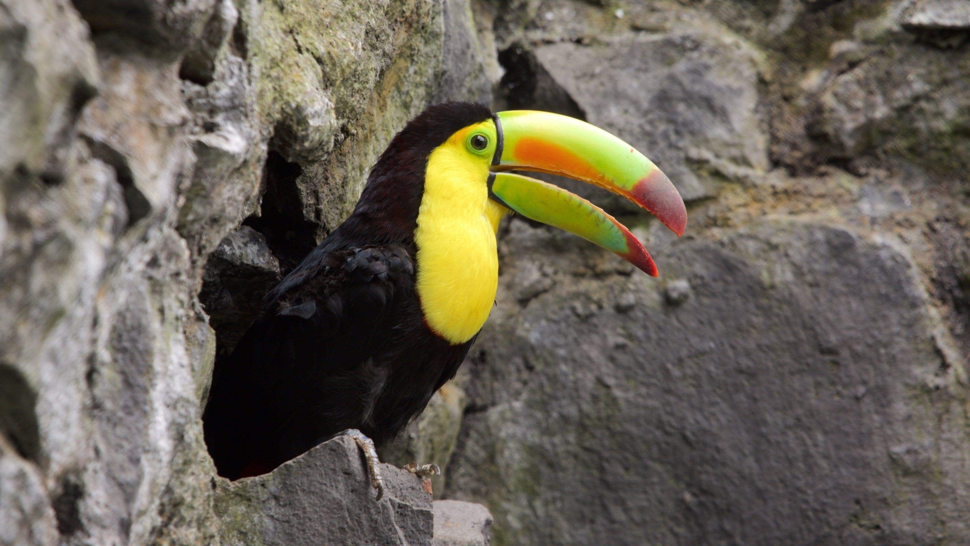 Zacango Zoo which includes bird life