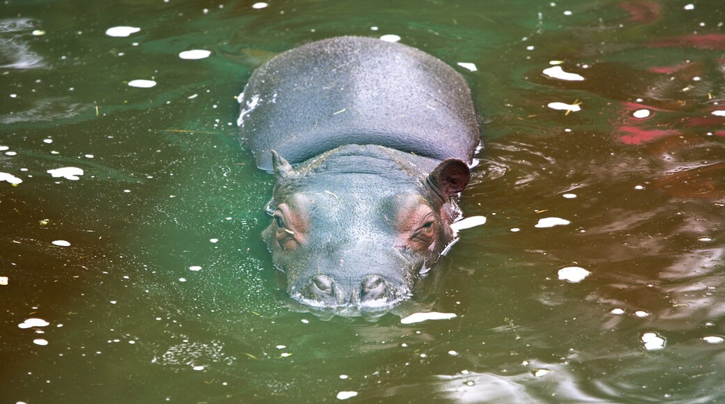 Zoológico Zacango ofreciendo animales peligrosos