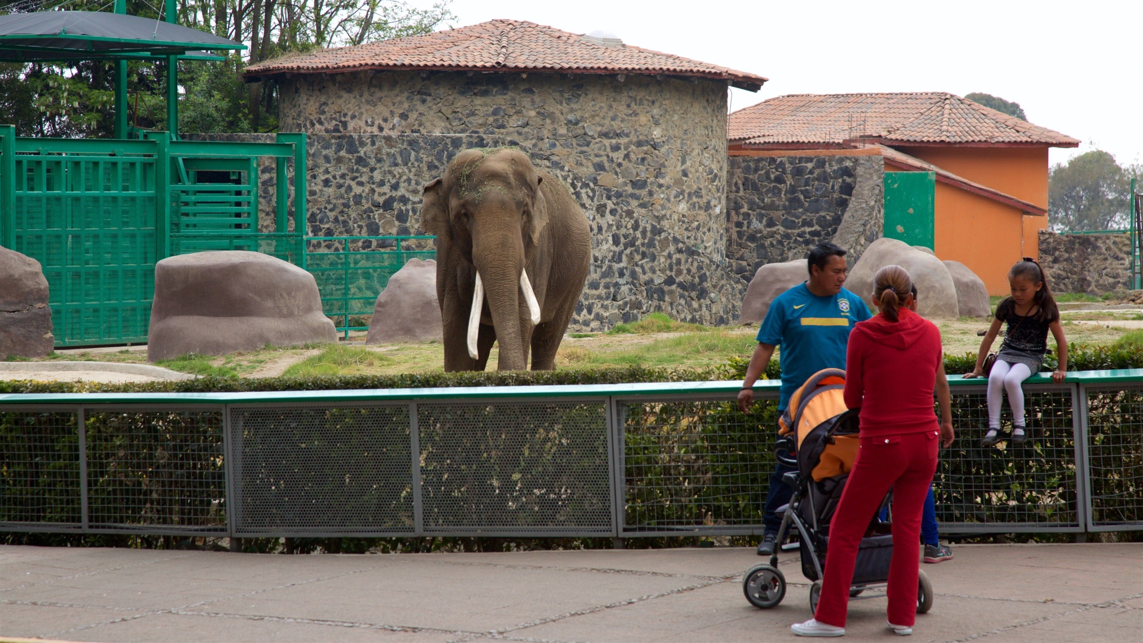 Zacango Zoo in Toluca - Tours and Activities | Expedia.ca