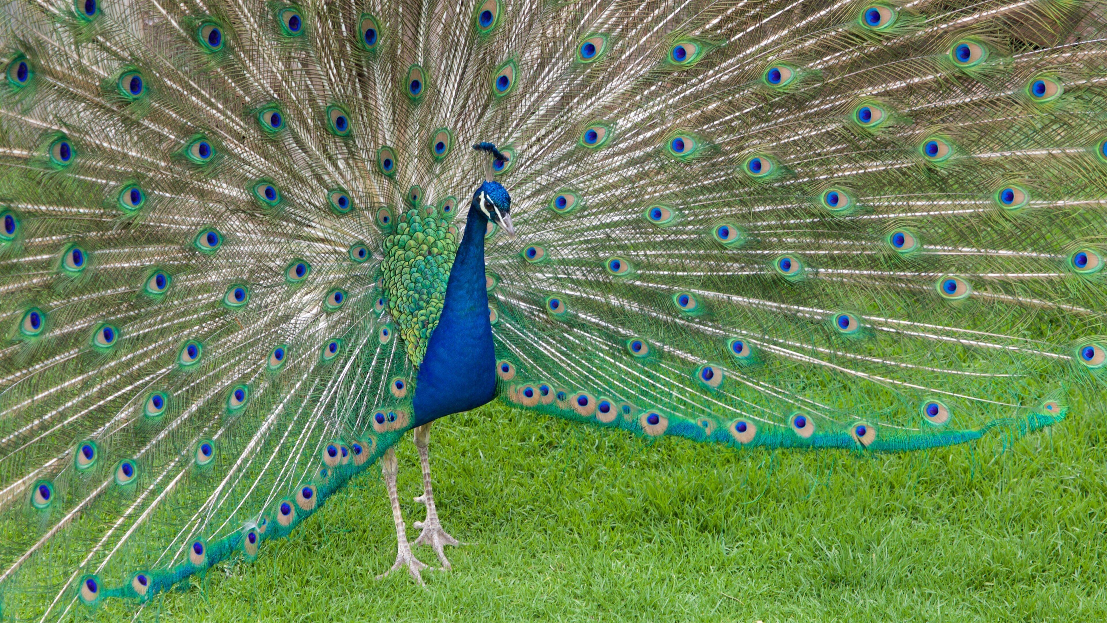 Zacango Zoo which includes bird life