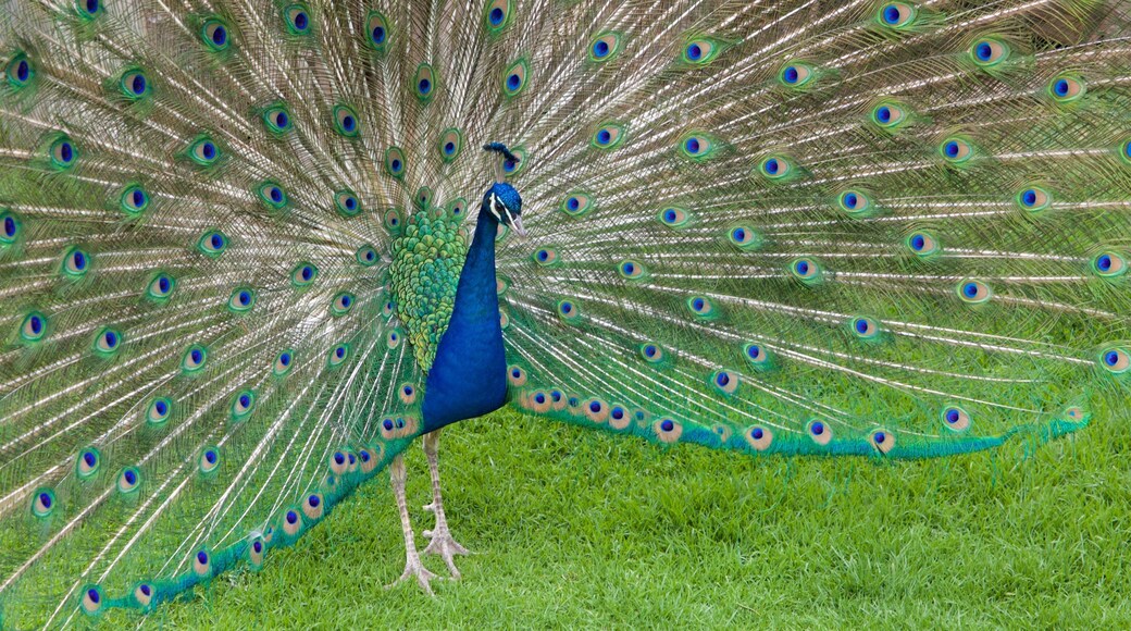 Zacango Zoo which includes bird life