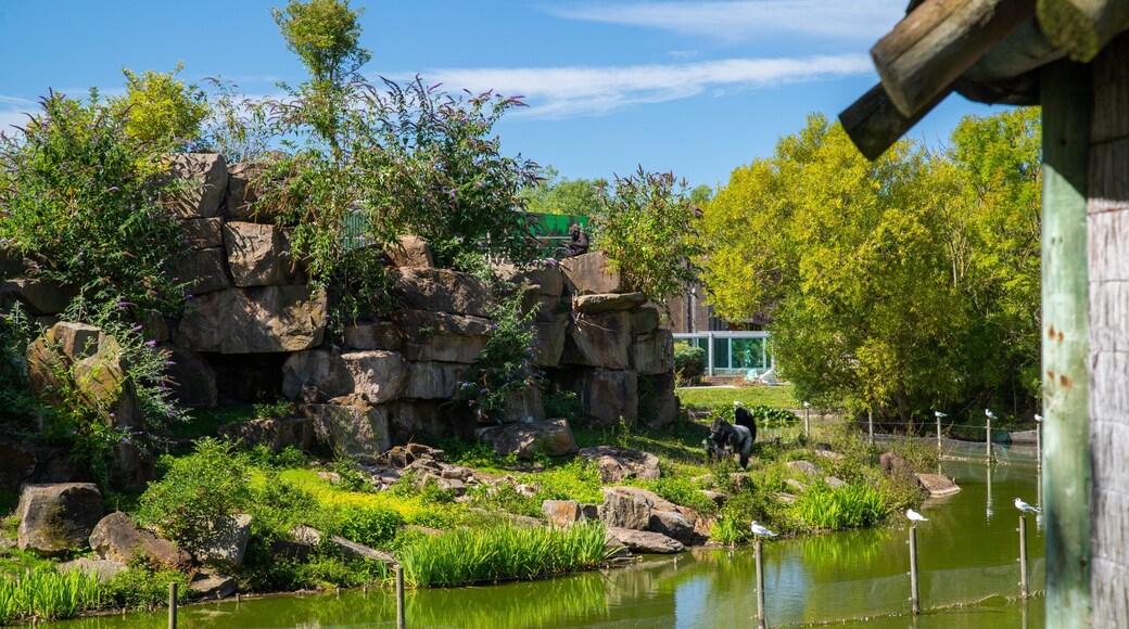 Blackpool Zoo featuring zoo animals