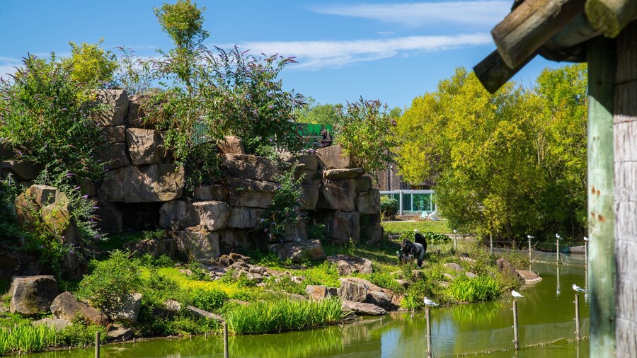 Blackpool Zoo featuring zoo animals