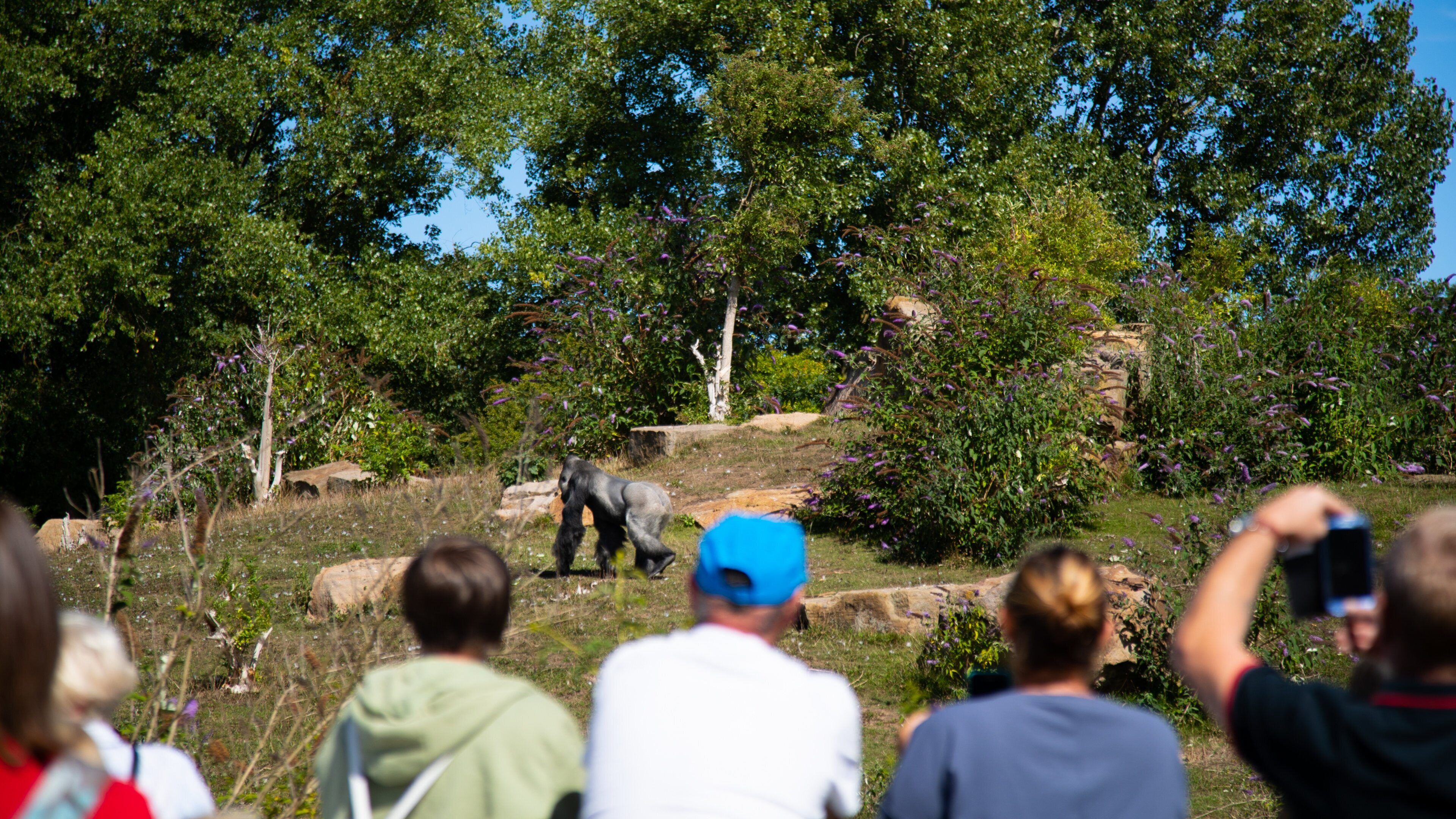 Blackpool Zoo which includes land animals, zoo animals and dangerous animals