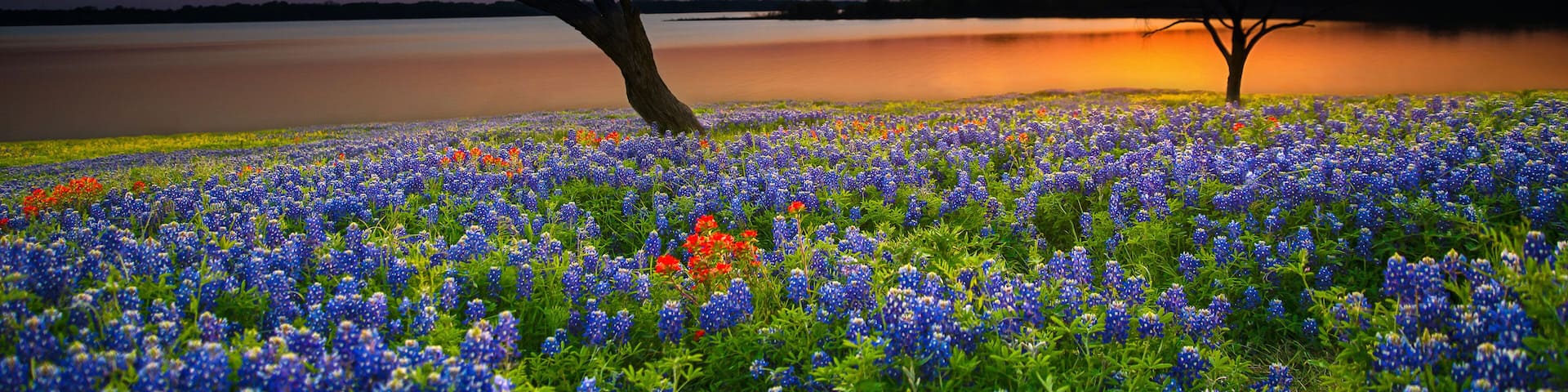 Beautiful Texas spring sunset over a lake. Blooming bluebonnet wildflower field and tree silhouettes.