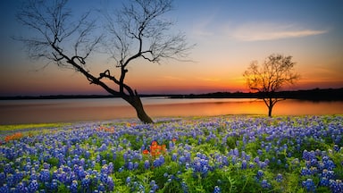 Beautiful Texas spring sunset over a lake. Blooming bluebonnet wildflower field and tree silhouettes.