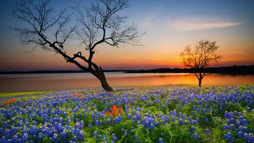 Beautiful Texas spring sunset over a lake. Blooming bluebonnet wildflower field and tree silhouettes.