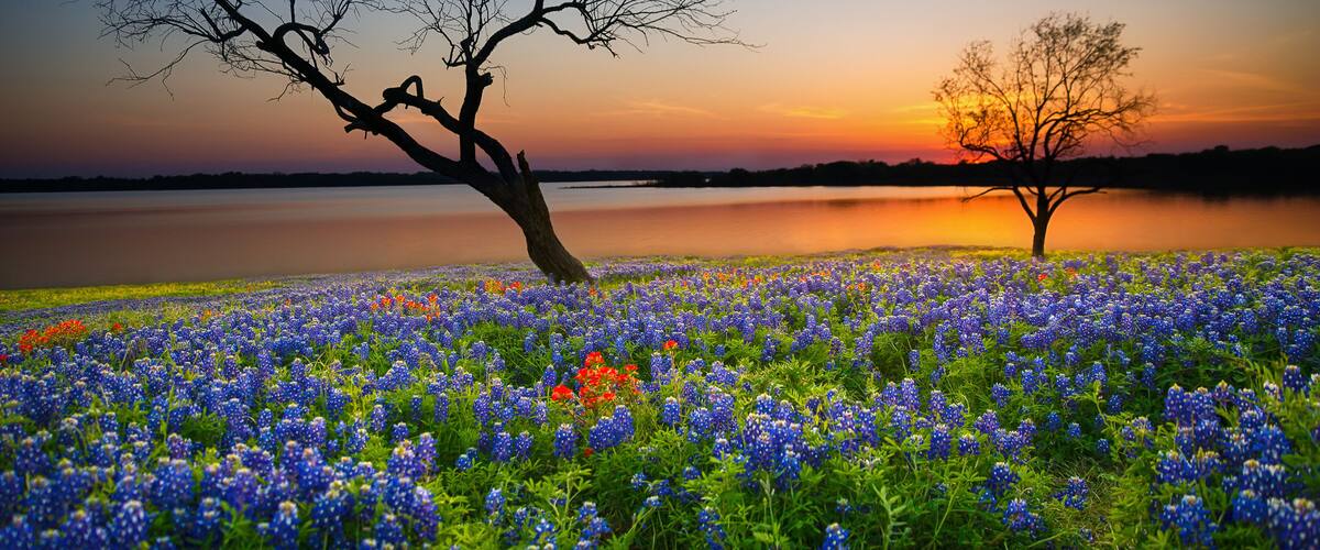 A sunset over a lake with two prominent trees and a field of bluebonnets.