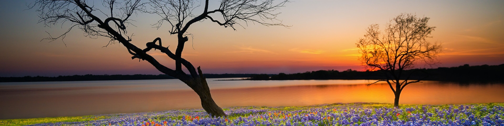 A sunset over a lake with two prominent trees and a field of bluebonnets.