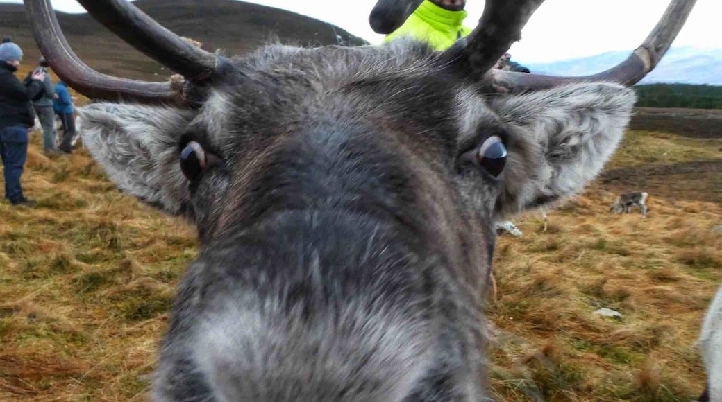 You don’t need to be accompanied by a child to enjoy feeding the cute reindeer. Lovely herders were very knowledgable about the reindeer...even remembering all their names ...if you are in Aviemore or the surrounding area, go..I highly recommend ❤️