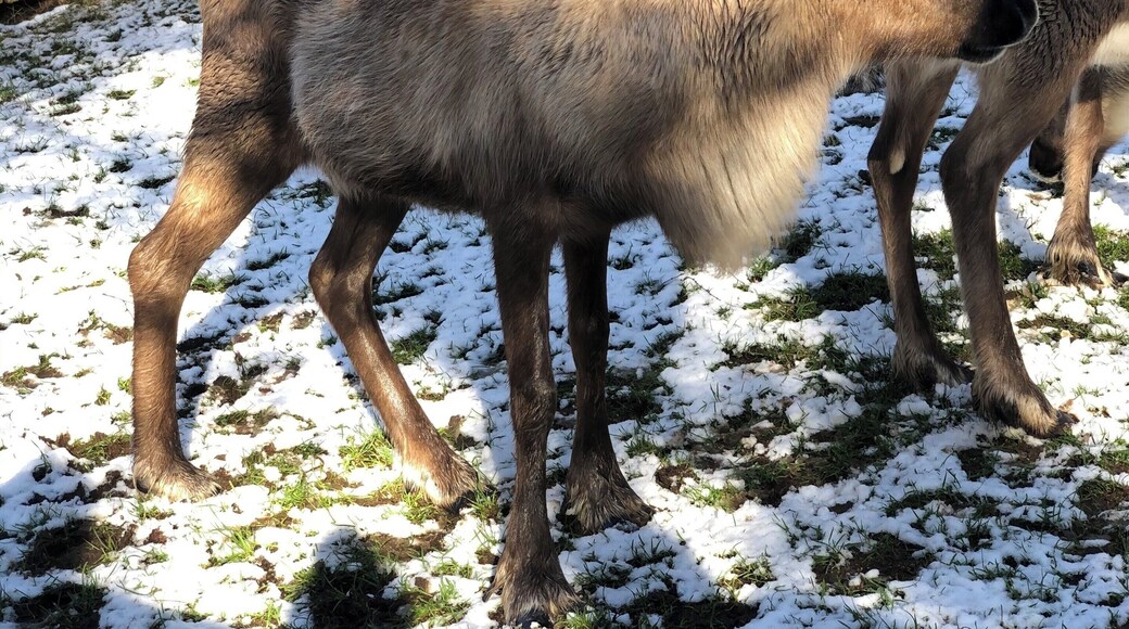 Reindeers at Cairngorms National Park, Aviemore.