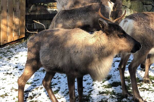 Reindeers at Cairngorms National Park, Aviemore.
