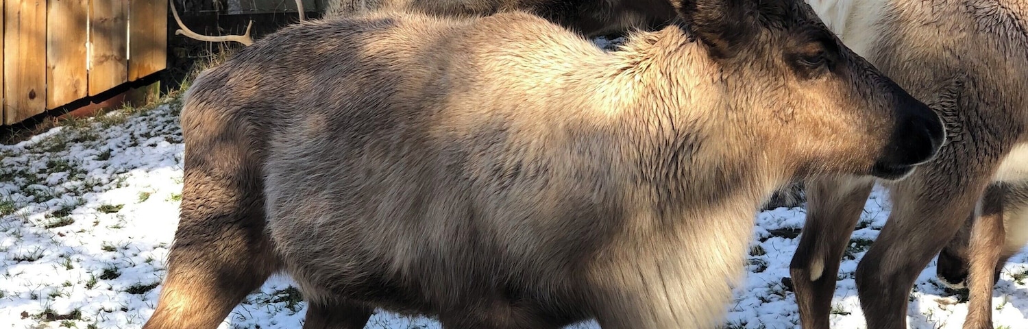 Reindeers at Cairngorms National Park, Aviemore.