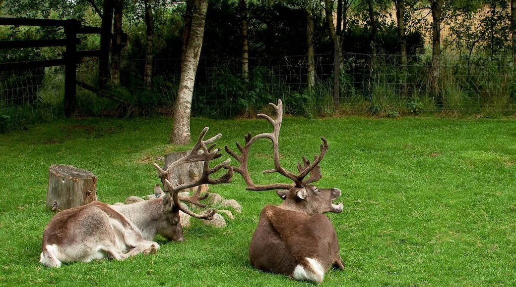 Snoozey Reindeer. Just a couple of the gorgeous herd at the Cairngorm Reindeer Centre.