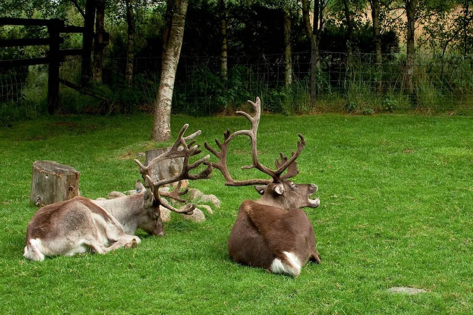 Two deer resting on a grassy field with a wooden fence and trees in the background.