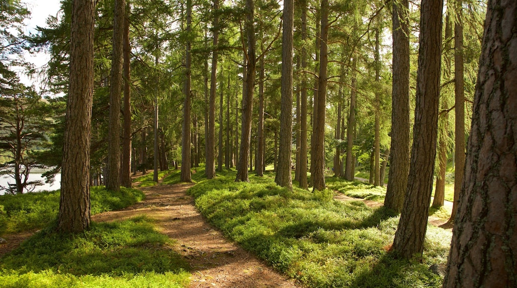 Loch an Eilein ofreciendo bosques