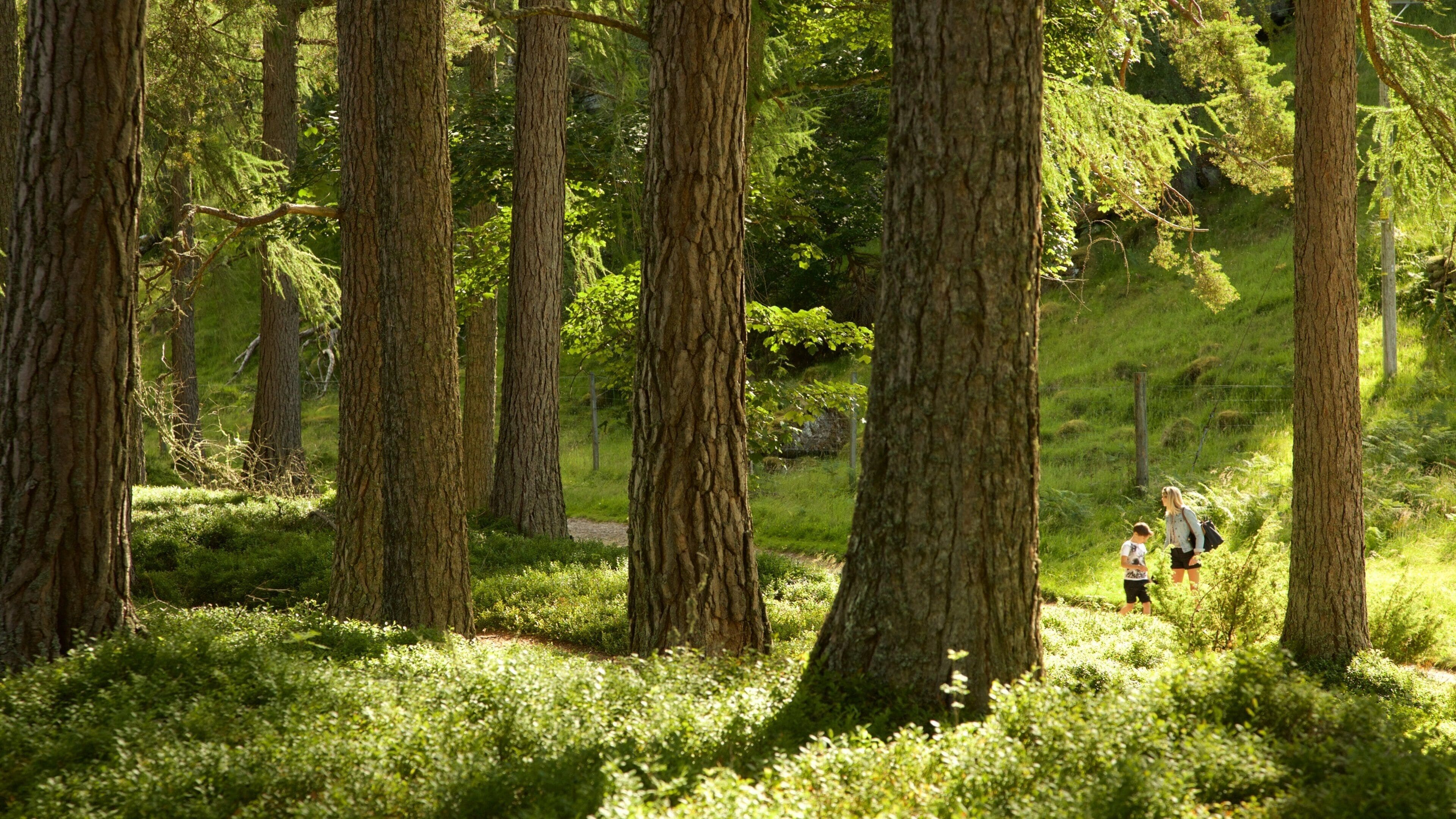 Loch an Eilein ofreciendo bosques