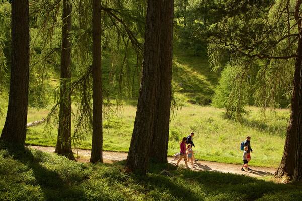 Loch an Eilein mostrando senderismo o caminata y escenas forestales y también una familia