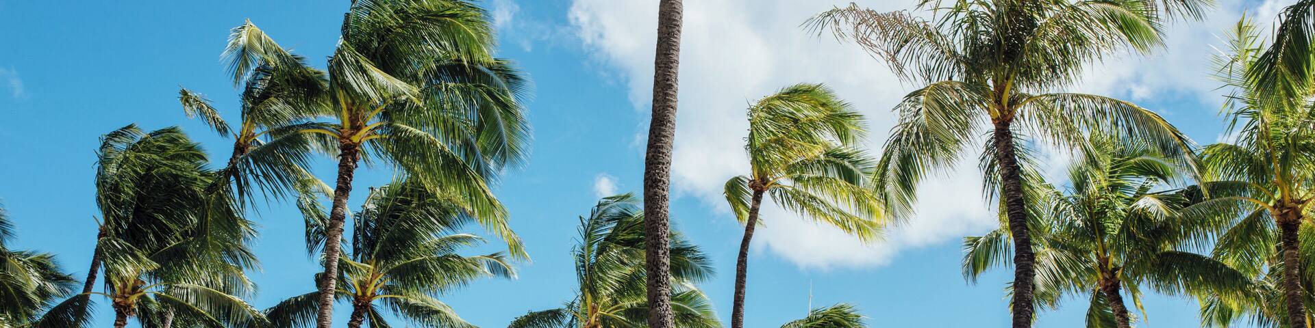 Honolulu_WaikikiBeachWalk_6167947_04